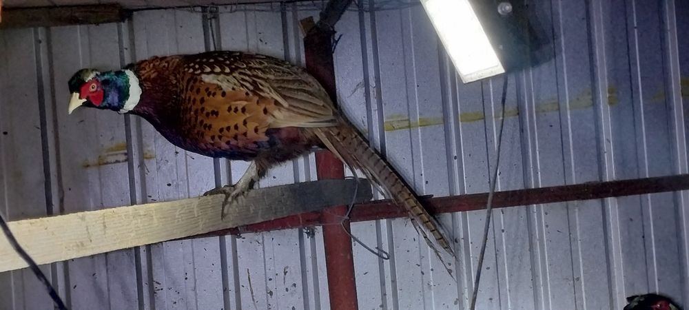 Fazan comun preț negociabil