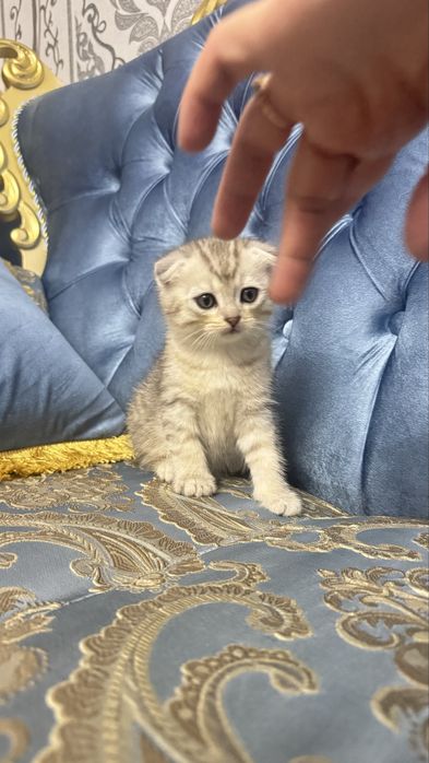 Arzonga seribristiy quloqchasi qaytgan shinshilla mushukcha