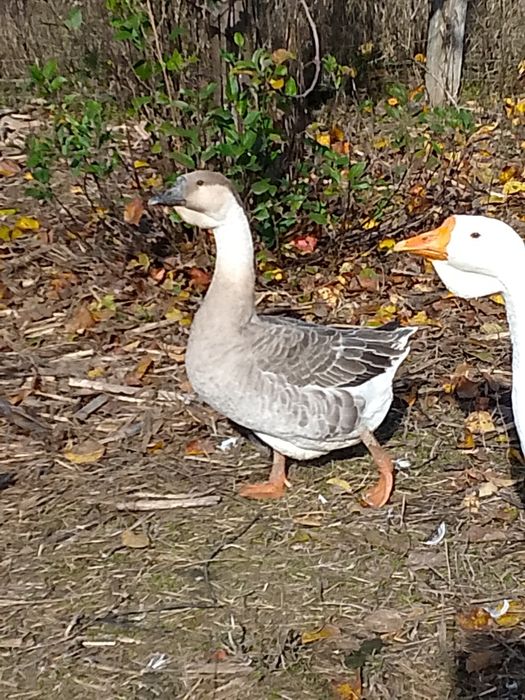 Gâște leșești și Eden