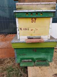 Vând cutii albine