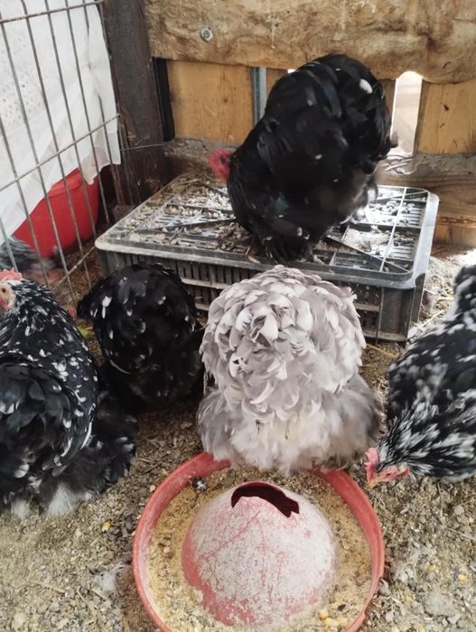 Vand cochinchina pitic