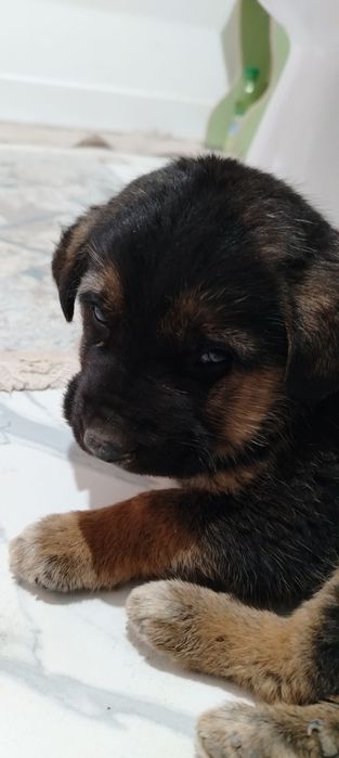 Отдам овчарёнка в добрые руки