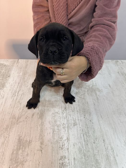 Cane corso femela