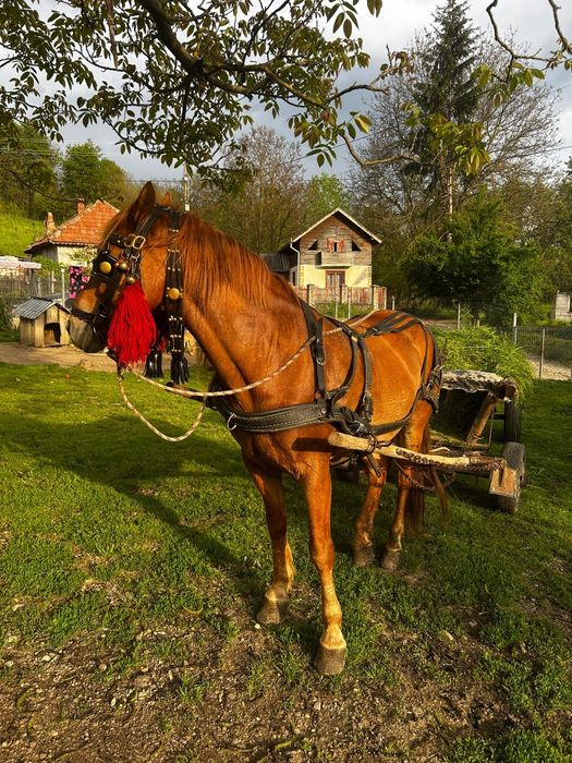 Vând cai de talie medie