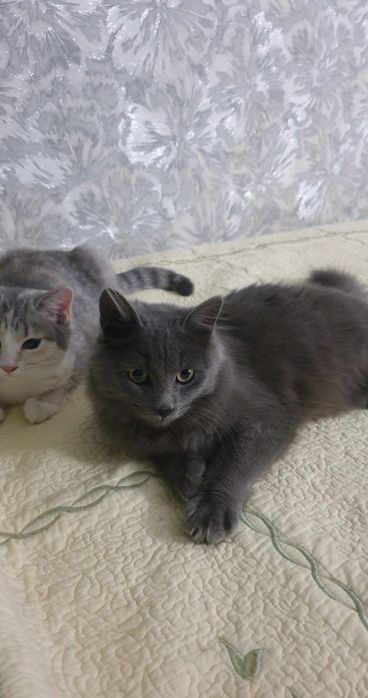 Ищем дом для котенка