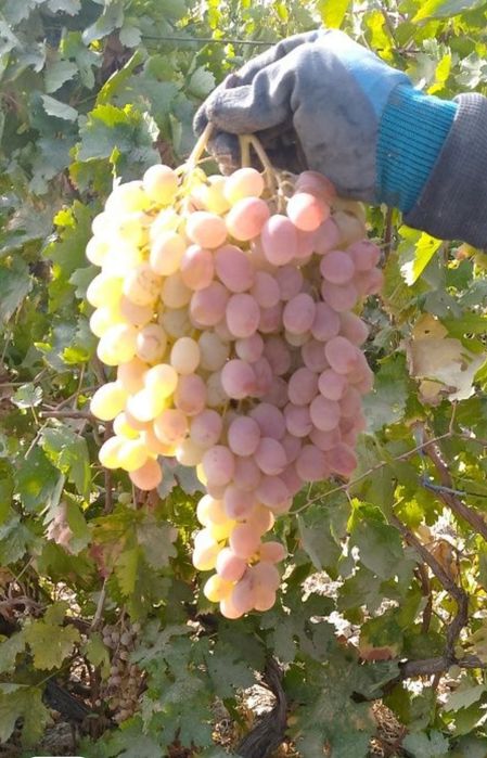 Uzum xaladenlikdan sotiladi