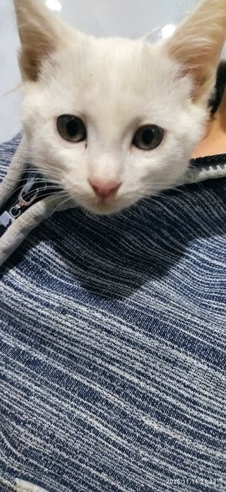 Котенок ищет хозяина. Срочно