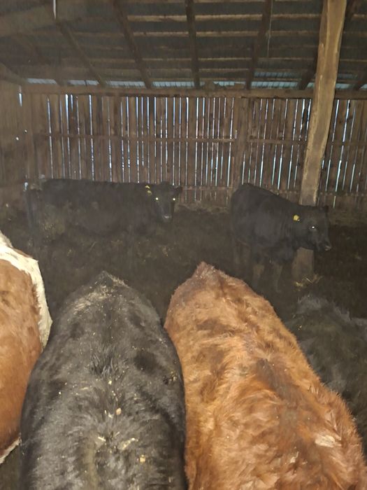 Vând 12 vitele  angus