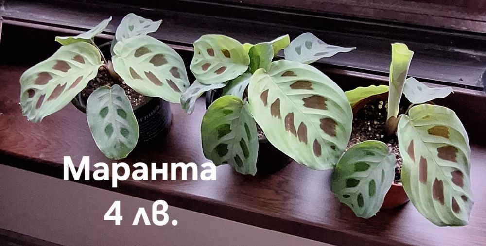 Предлагам стайни растения