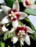 Flori, plante rare de Lacrima Maicii Domnului ( Hoya )