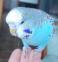 Социално мъжко изложбено вълнисто папагалче  на 2 месеца