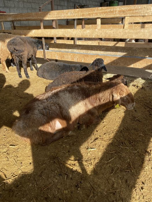 Откормда тур кой, токты кой сатылады сойып беремиз достовка бар