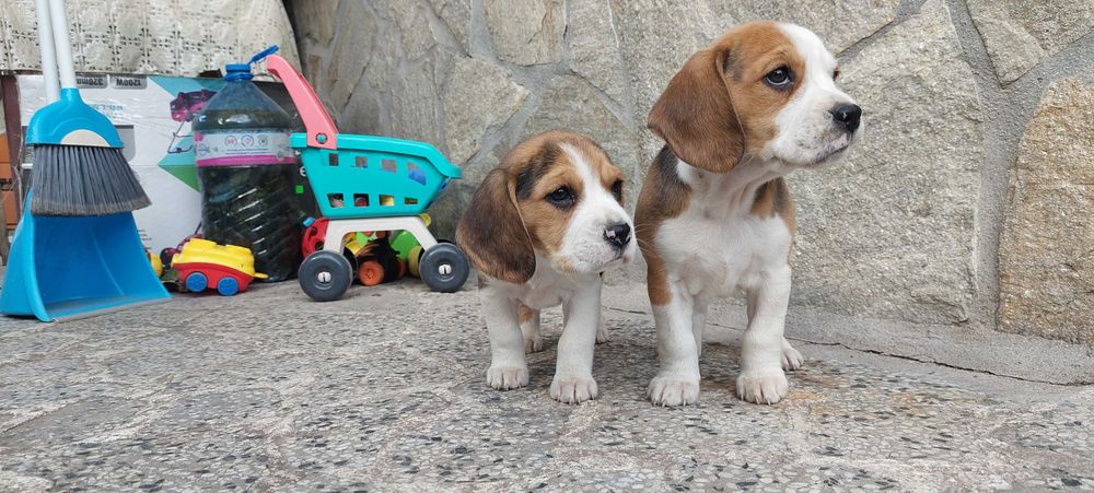 Бигъл малки кучета