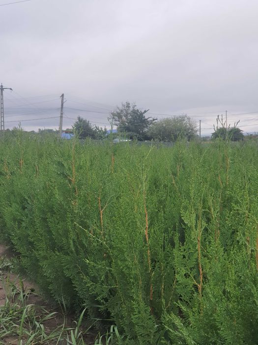 Gard viu tuia orientalis biota