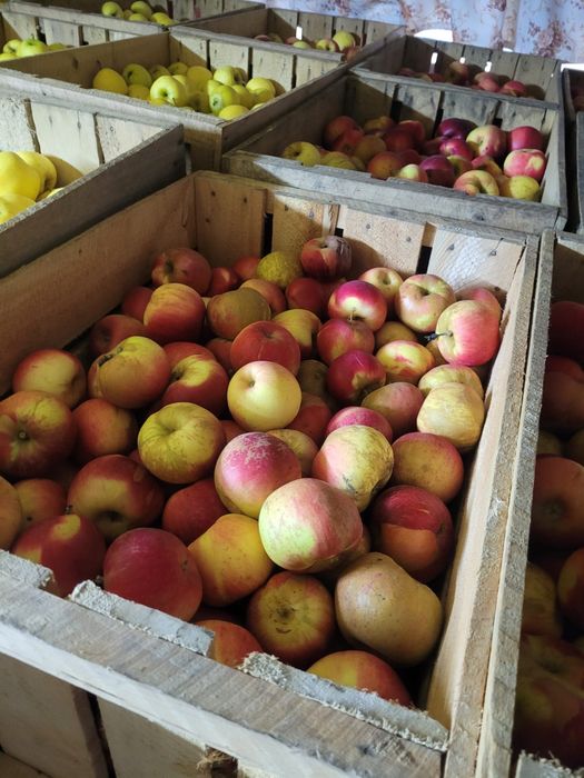 Mere de vanzare , Golden Jonathan