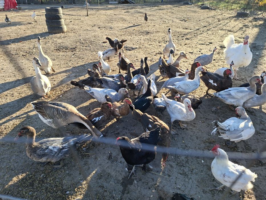 Vând gâște si rate leșești