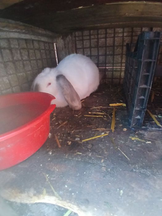 Schimb pereche berbec german pe gaini și rate