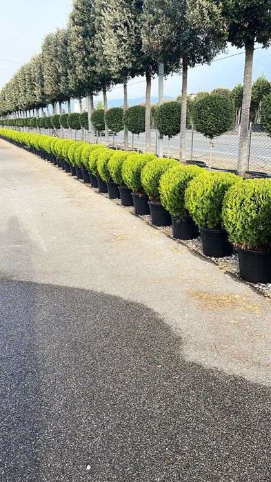 Plante Decorative Pentru Gradina