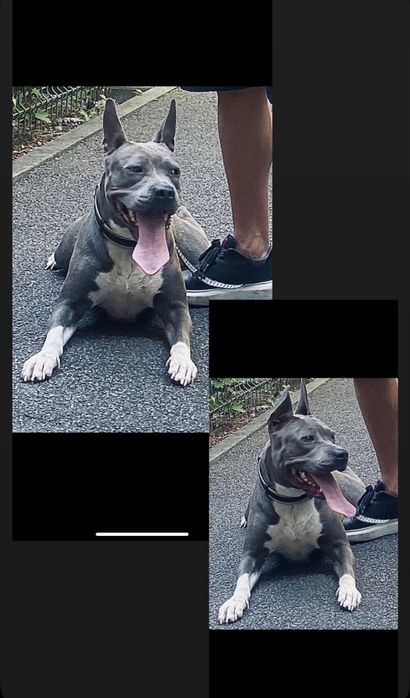 Vand Caine Amstaff Blue
