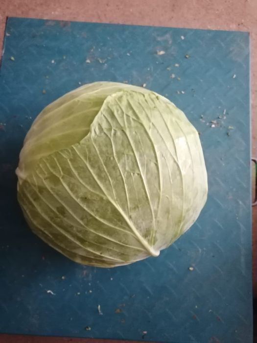 Varză de vânzare