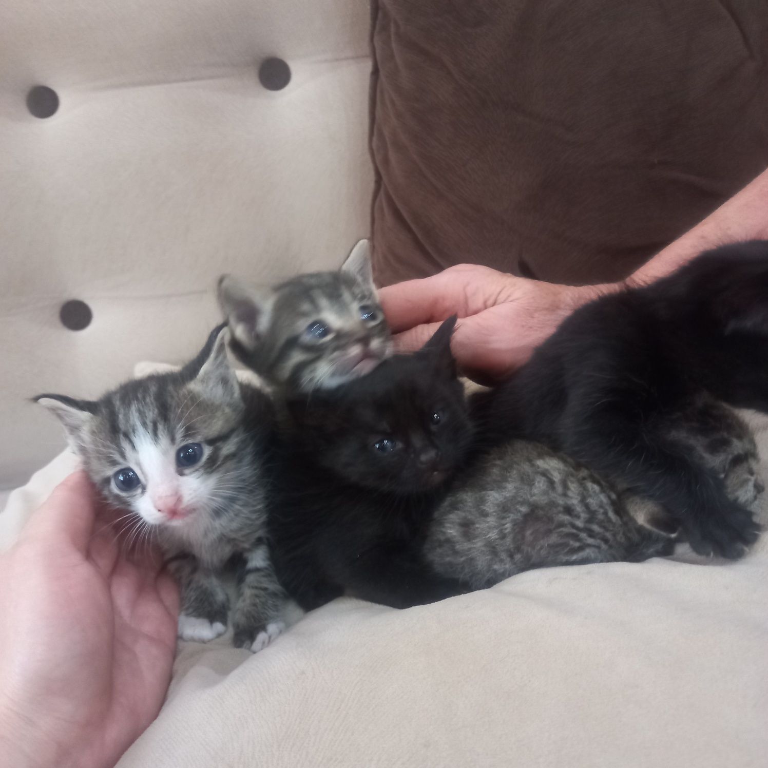 Котята домашние чистые, отдам в добрые руки.