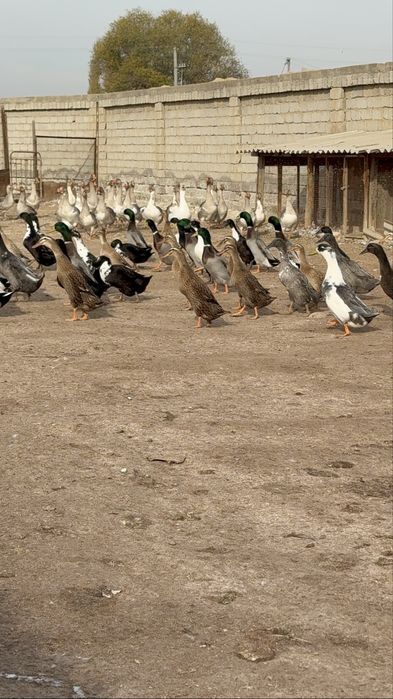 Бегунок утки ordak урдак сотилади