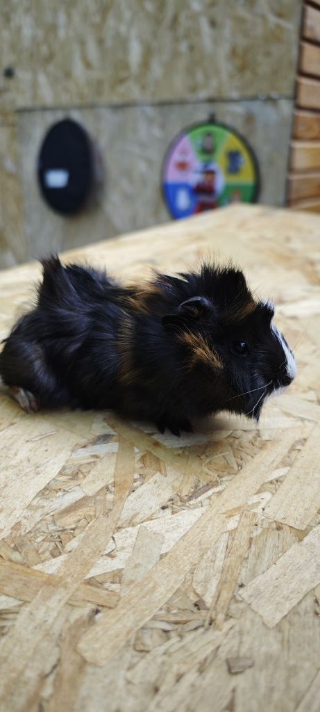 Vând pui porcușor Guinea