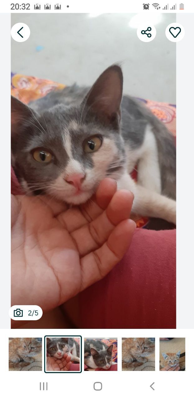 Котята бесплатно