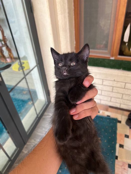 котята в добрые ручки