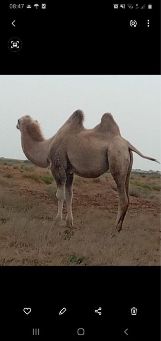 Ұрғашы тайлақ сатылады ганюшкино