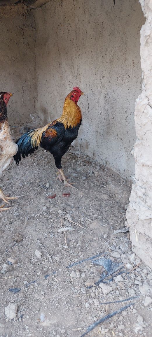 Kulongi huroz sotiladi