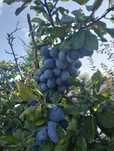 Vând prune de țuică