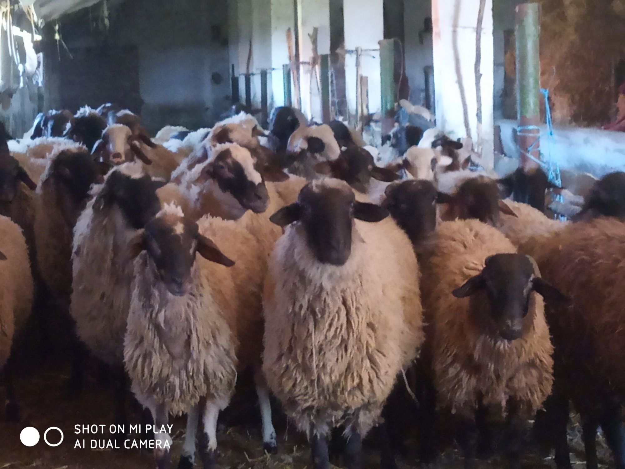 Продават се кочове
