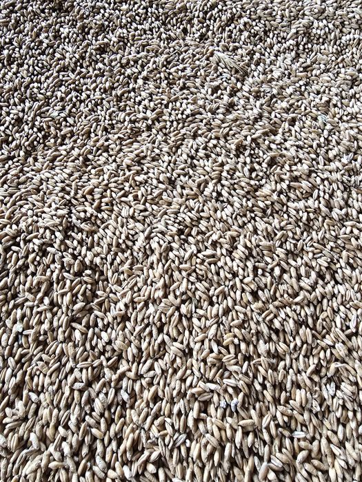 Porumb,grau,orz,ovaz