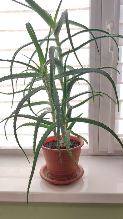 Цветок Алое с горшком