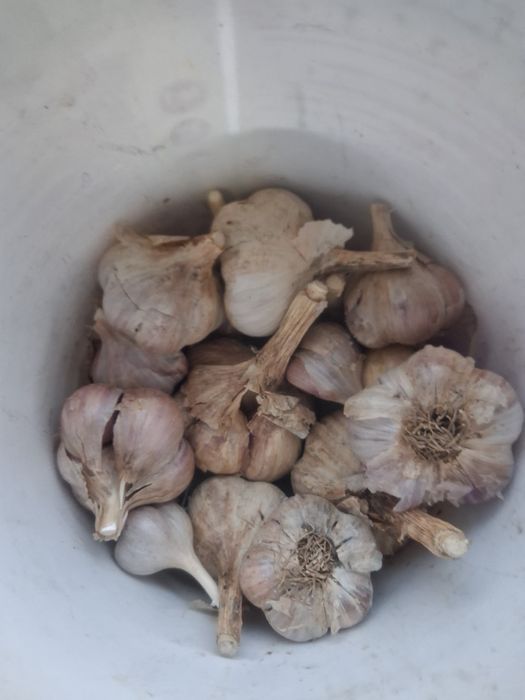 Продам  чеснок домашний