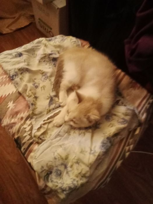 Кошечка ищет дом