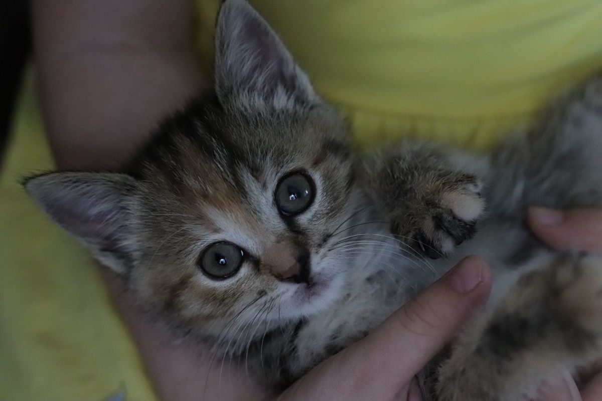 Котёнок ищет семью