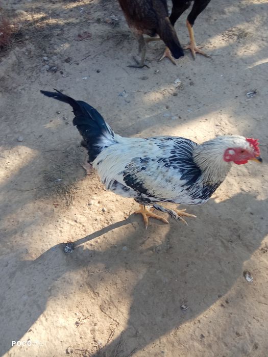 Петухи брама,даканы