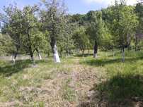 Livadă ,teren de vanzare