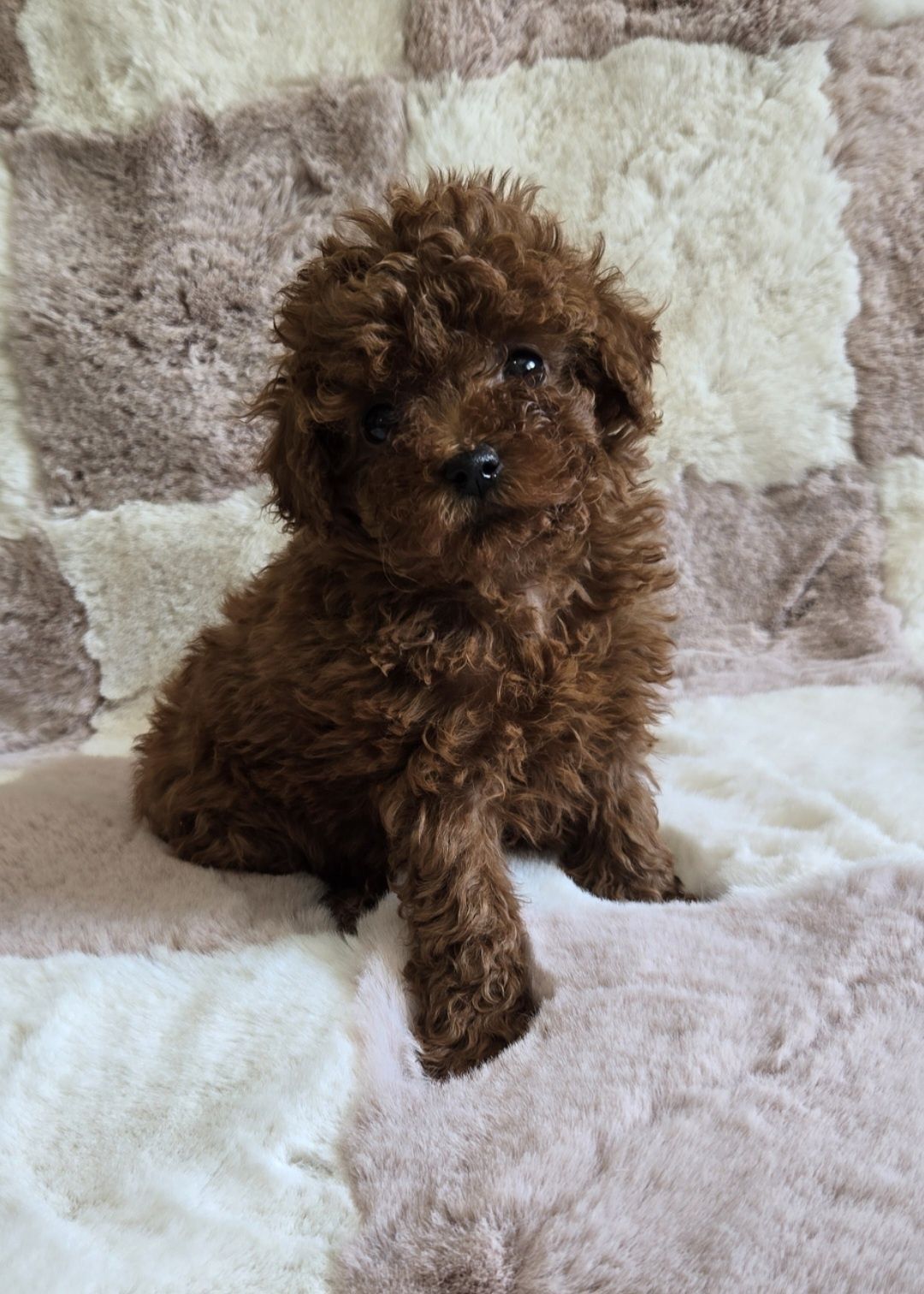 Пудел тийкъп /той Poodle toy с родословие момиче
