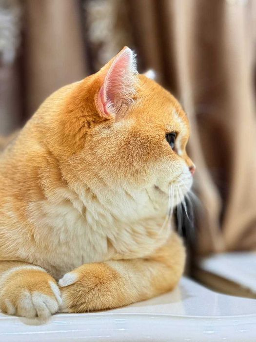 Вязка кошак Mushuk chatishtirish