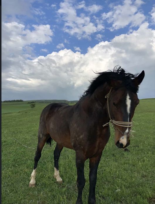 кокпар шабатын ат сатылымда