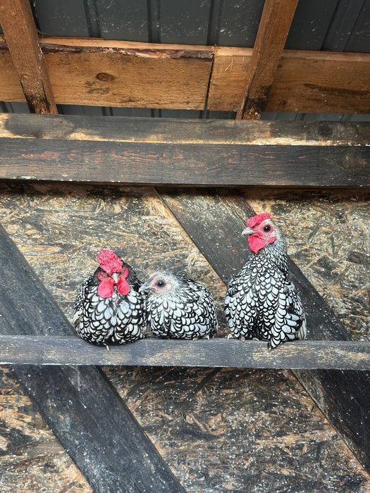 Vând sebright argintiu și mii de flori