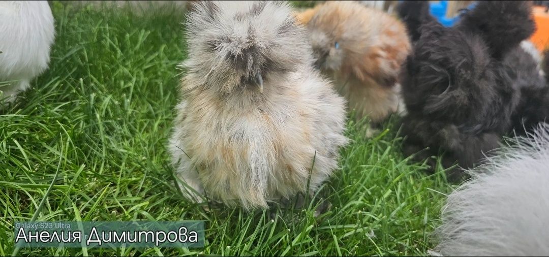 Разплодни яйца от американска копринка