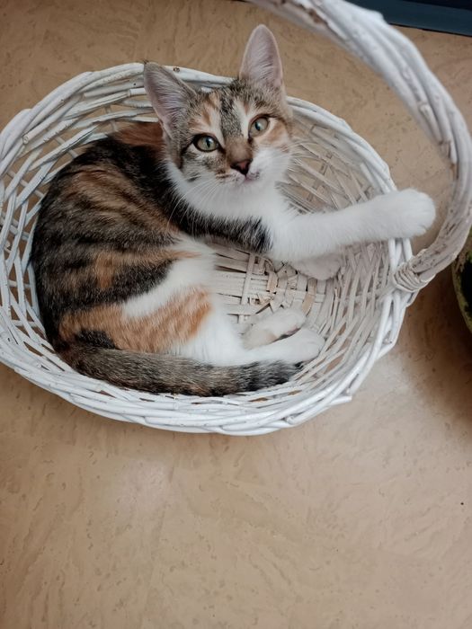 Отдам ответственным хозяевам