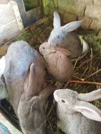 Продаются кролики возраст 47 дней здоровые !