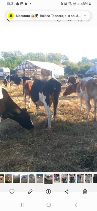 Vând vaci ,bune de lapte !