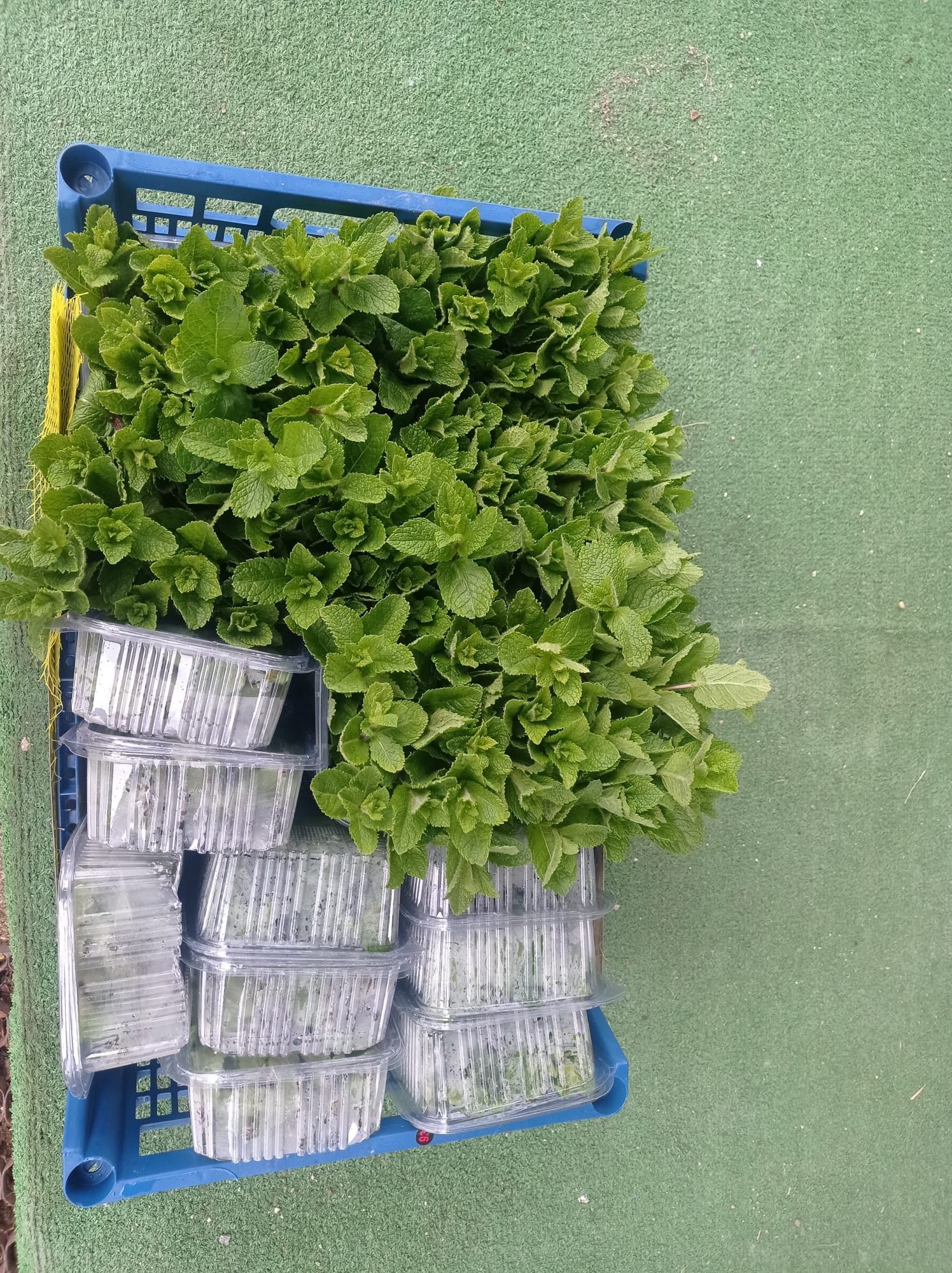 Mentã olandeză !