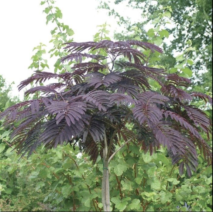 Albizia julibrissin Summer Chocolate